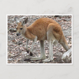 kangaroo red postcard