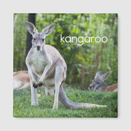 Kangaroo Refrigerator Magnet