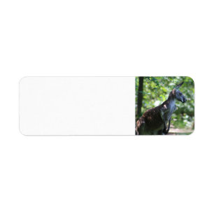 Kangaroo return address label