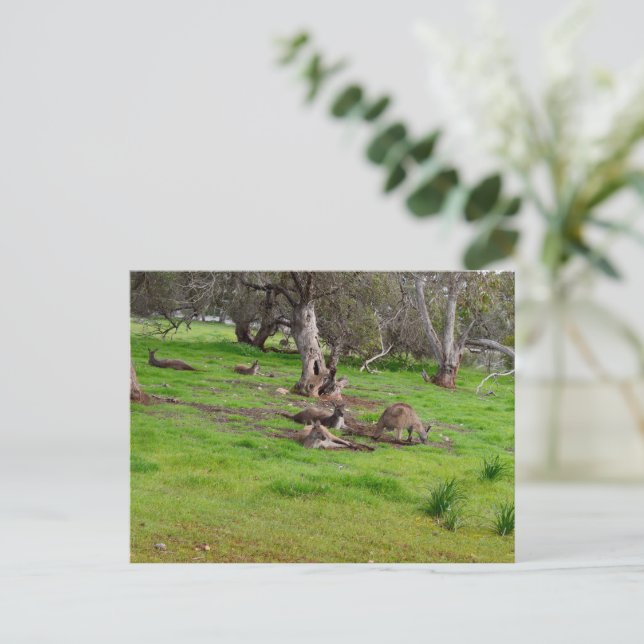 Kangaroo Siesta, Postcard (Standing Front)