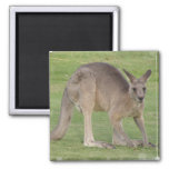 Kangaroo Square Magnet
