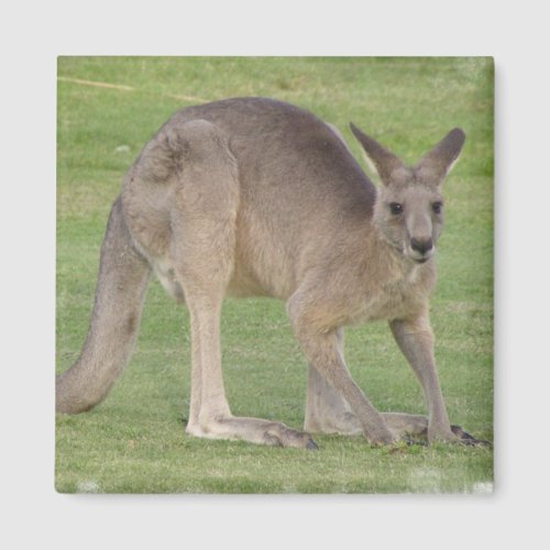 Kangaroo Square Magnet