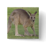 Kangaroo Square Pin