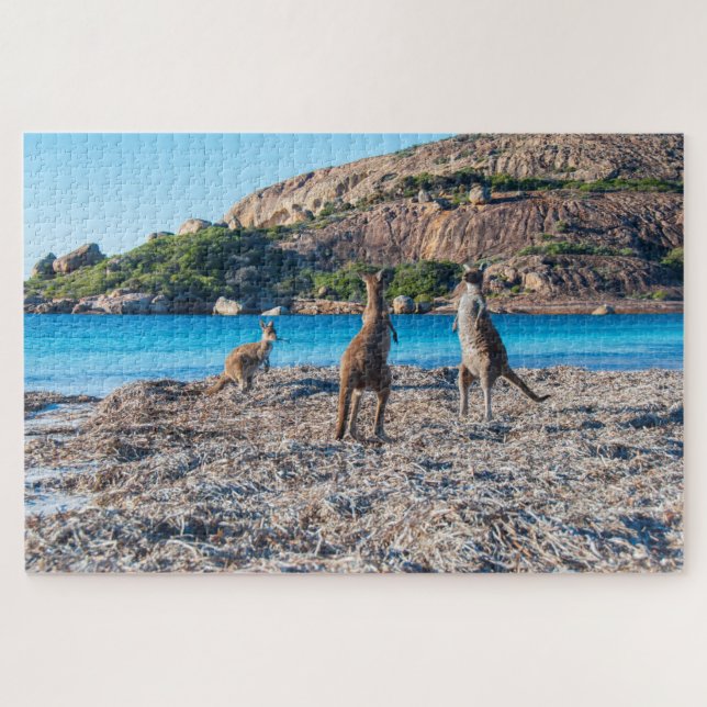 Kangaroo standoff on the beach, 1014 pieces jigsaw puzzle (Horizontal)