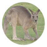 Kangaroo Sticker