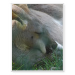 Kangaroo Temporary Tattoos