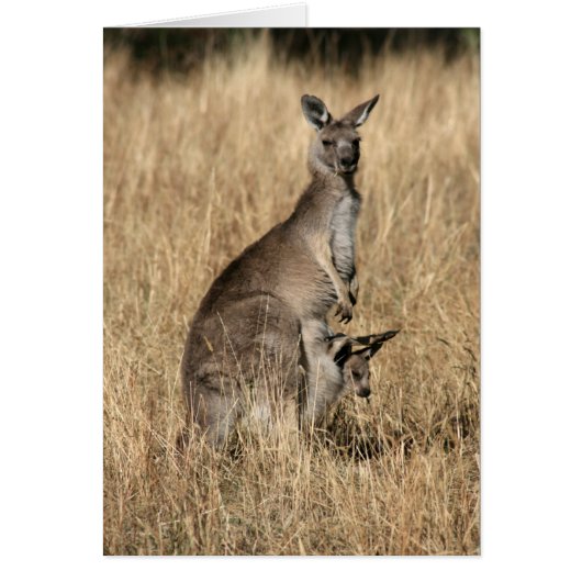 Kangaroo with Baby Joey in Pouch (Front)