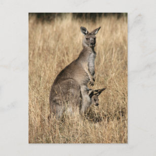 Kangaroo with Baby Joey in Pouch Postcard