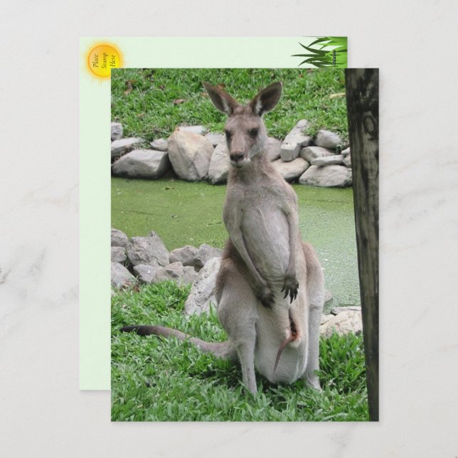 Kangaroo with Joey Postcard (Front/Back)