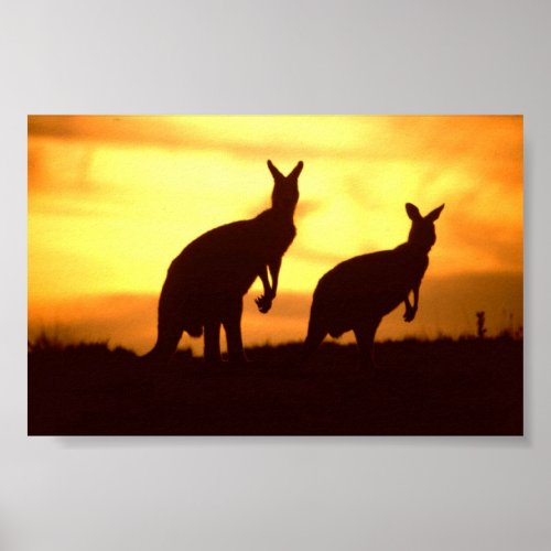 kangaroos at sunset poster