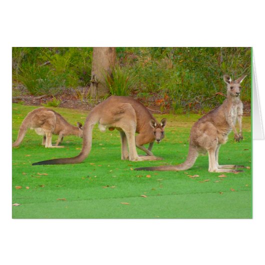 kangaroos cards (Front Horizontal)