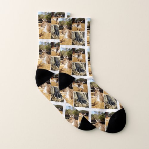 Kangaroos Framed Photo Collage Mens Socks