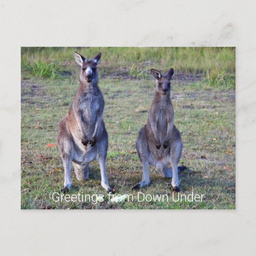 Kangaroos Greeting from Down Under Postcard