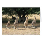 Kangaroos in a Row (Front Horizontal)