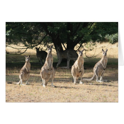 Kangaroos in a Row (Front Horizontal)