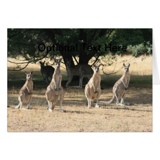 Kangaroos in a Row Cards (Front Horizontal)