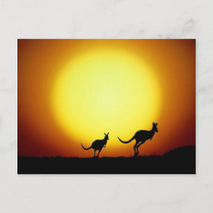 Kangaroos in the Australian Outback Postcard
