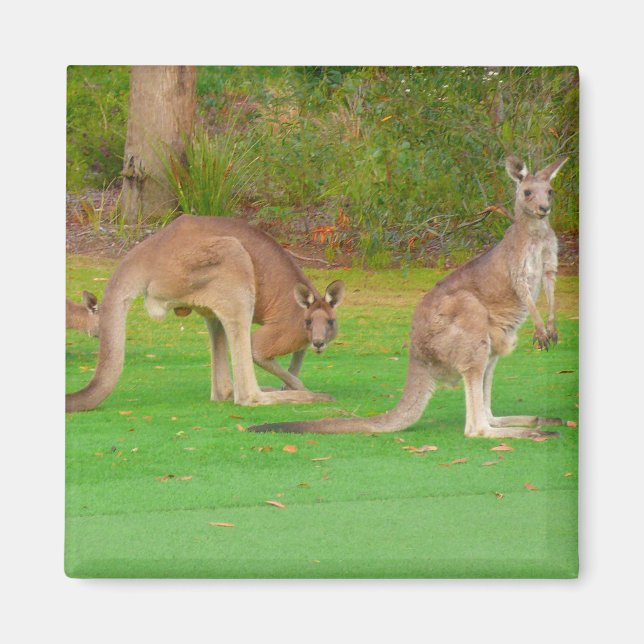 kangaroos magnet (Front)
