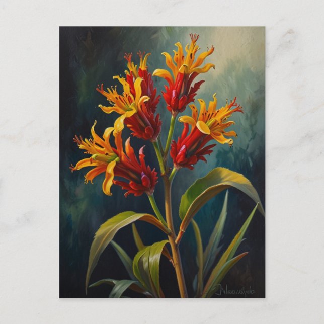 Kangaroos paw flowers postcard (Front)