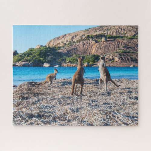 Kangaroos playing on the beach 520 pieces jigsaw puzzle