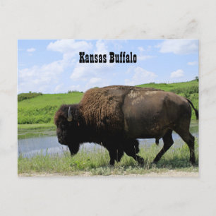 Kansas Buffalo Maxwell Wildlife Refuge Postcard