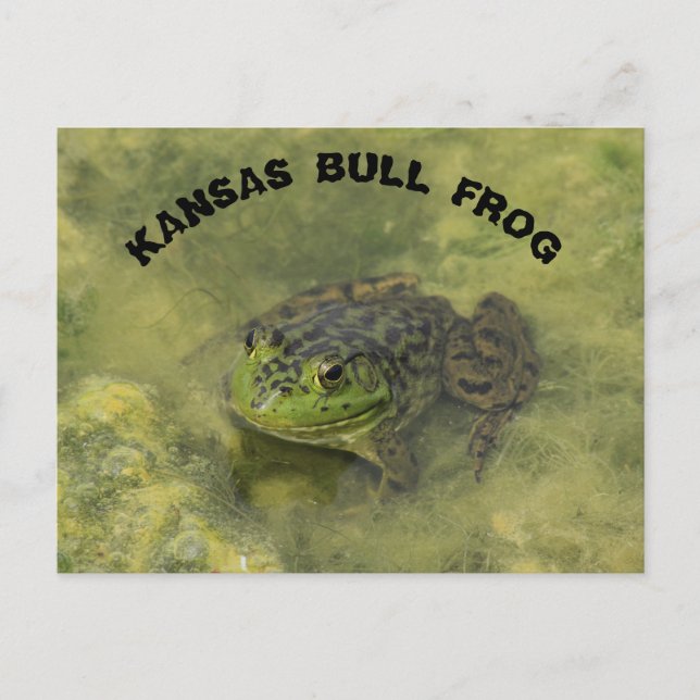 Kansas Bull Frog shot closeup POST CARD (Front)