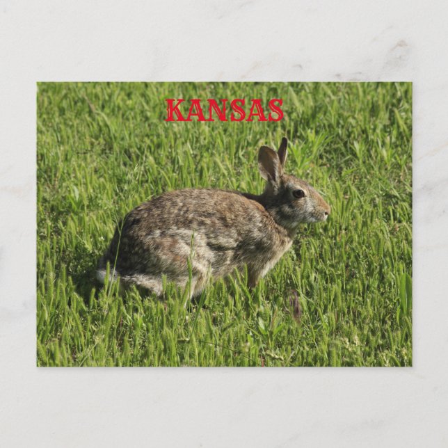Kansas Bunny Rabbit closeup Post Card. Postcard (Front)