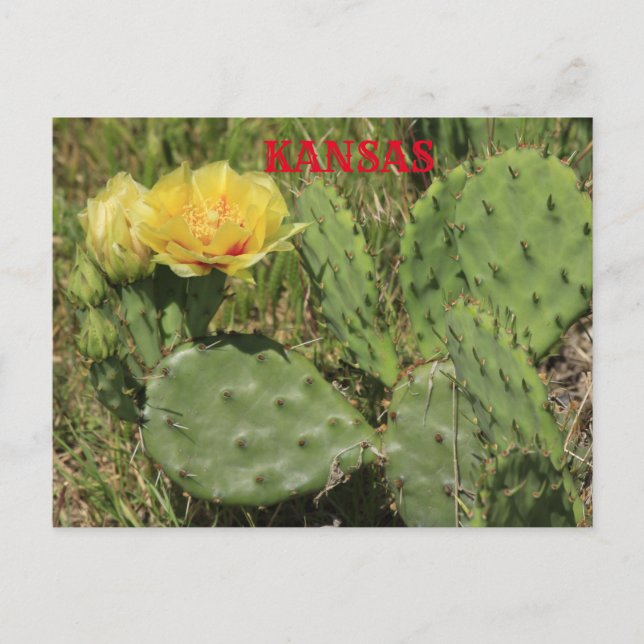 Kansas Cactus blooming Post Card (Front)