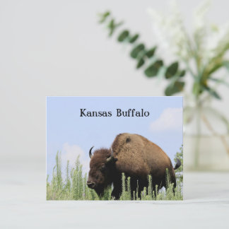 Kansas colorful Buffalo Maxwell Wildlife Refuge Postcard