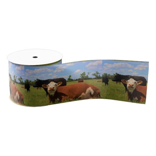 Kansas Country Cows Ribbon