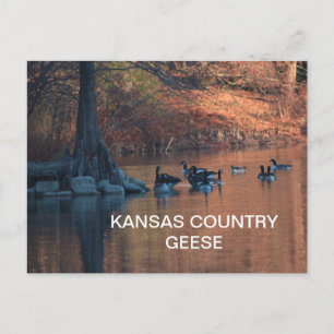 KANSAS COUNTRY GEESE Postcard