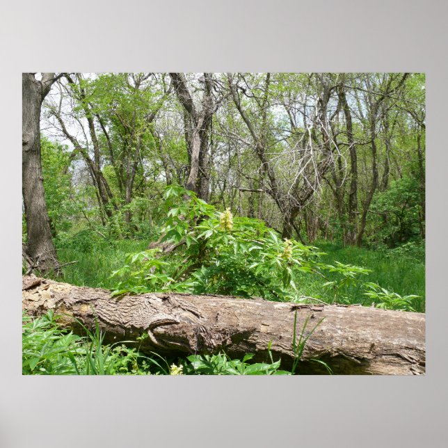 Kansas Countryside Poster (Front)