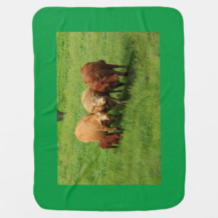 Kansas Cows Baby Blanket