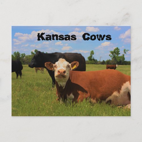 Kansas Cows Hereford and Angus cows Post Card