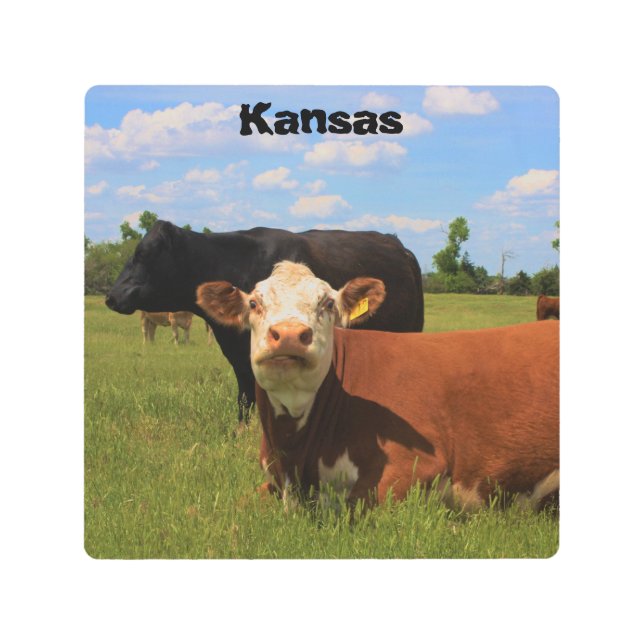 Kansas Cows in a green Pasture Metal Art (Front)