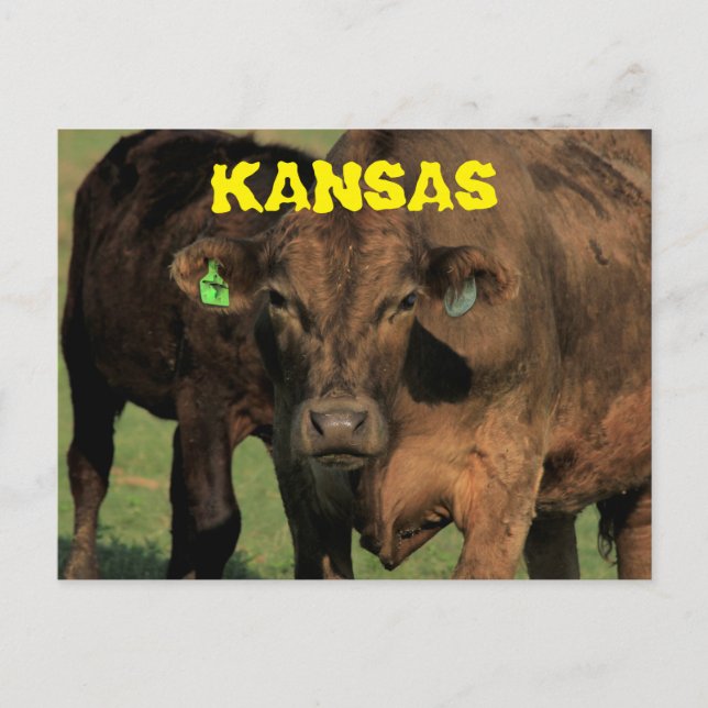 Kansas Cows in a Pasture Post Card. Postcard (Front)