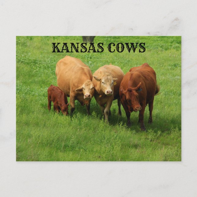 Kansas Cows out in the Country Post Card (Front)