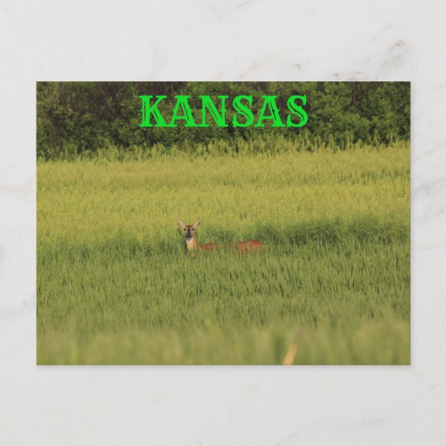 Kansas Deer in a Wheat Field Post Card. Postcard (Front)