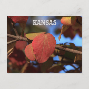 Kansas Fall Leave's Postcard