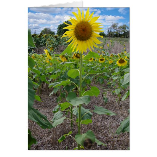 Kansas Flowers (Front)