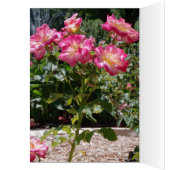 Kansas Flowers Cards (Inside (Left))