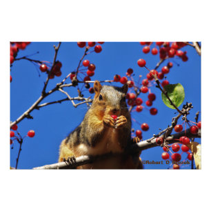 Kansas Fox Tail Squirrel Photo Poster. Print