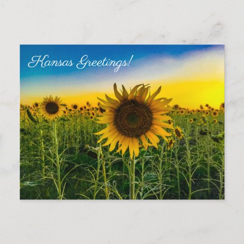 Kansas Greetings Sunflower Field Postcard
