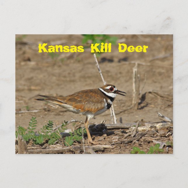 Kansas Kill Deer in a Field POST CARD. Postcard (Front)