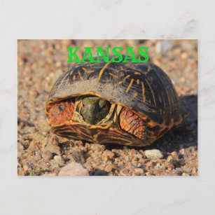 Kansas Male Box Shell Turtle Postcard