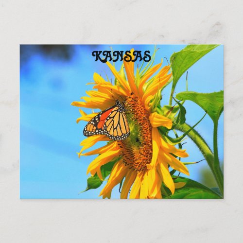 Kansas Monarch Butterfly on a Sunflower Postcard