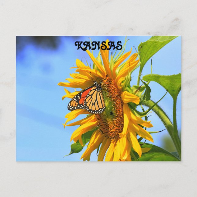 Kansas Monarch Butterfly on a Sunflower Postcard (Front)
