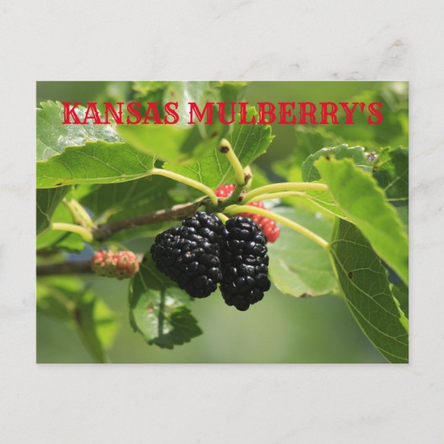 Kansas Mulberry's Closeup Post Card (Front)