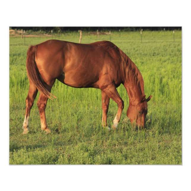 Kansas Red Horse in a Pasture Photo Print (Front)