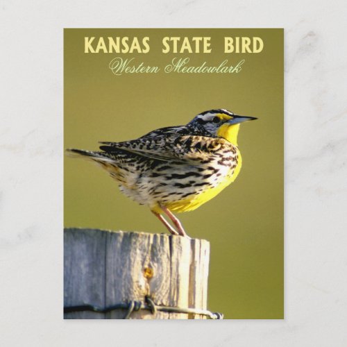 Kansas State Bird _ Western Meadowlark Postcard